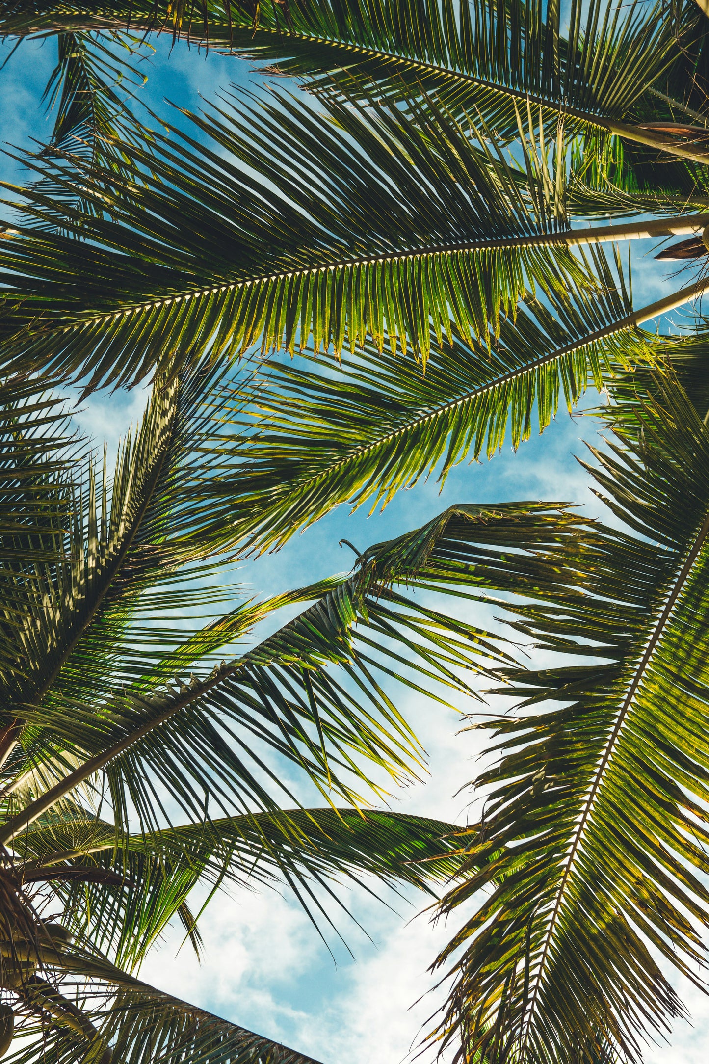 Poster: coconut tree leaves under blue sky during daytime – Peter Fogden (Unsplash)