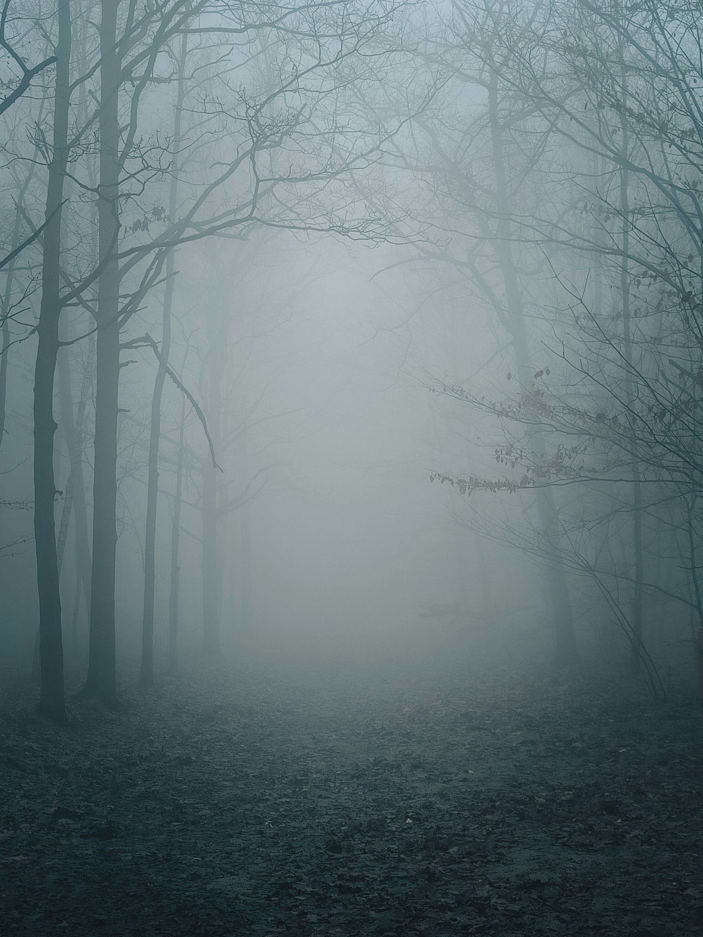Poster: a foggy forest filled with lots of trees – Spruce (Unsplash)