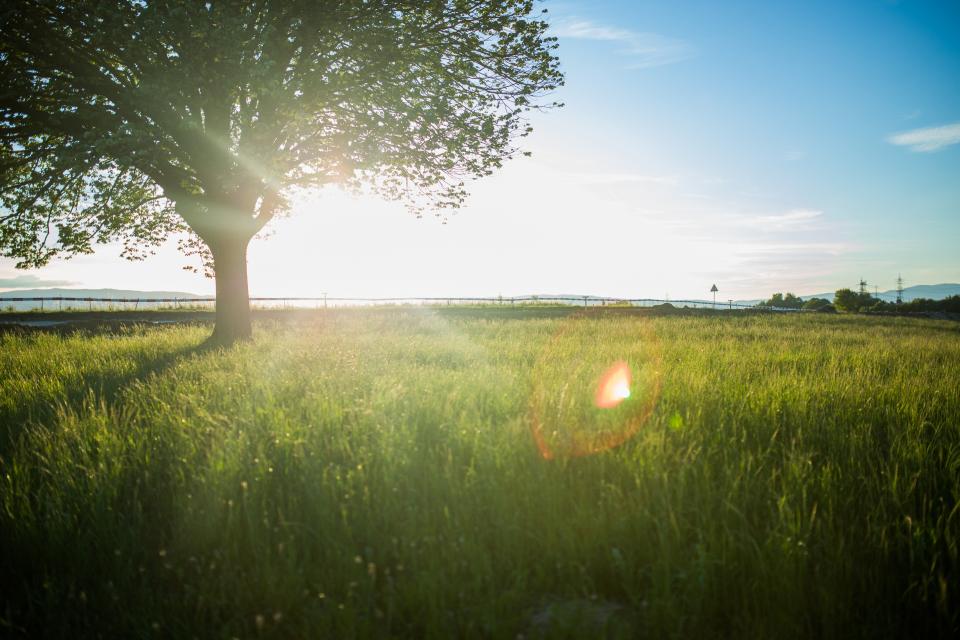 Tree Field — Negative Space (Public Domain / CC0)