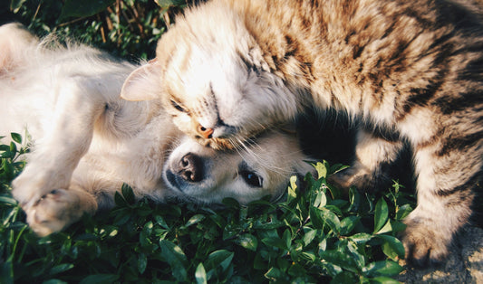 Poster: white dog and gray cat hugging each other on grass – Krista Mangulsone (Unsplash)