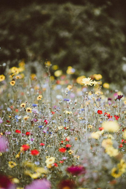 Poster: garden flowers photography – Annie Spratt (Unsplash)