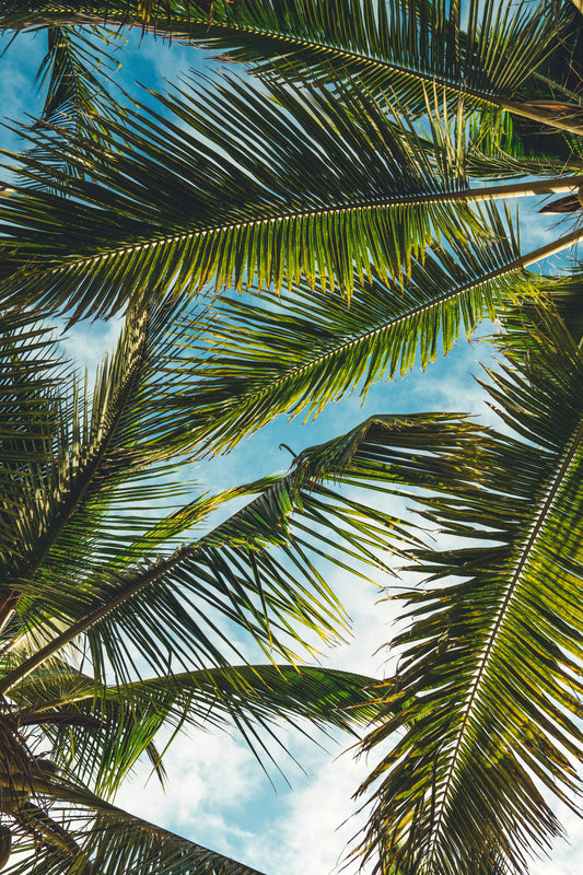 Poster: coconut tree leaves under blue sky during daytime – Peter Fogden (Unsplash)