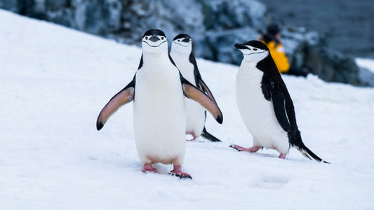 Poster: penguins on snow covered fields during daytime – Derek Oyen (Unsplash)
