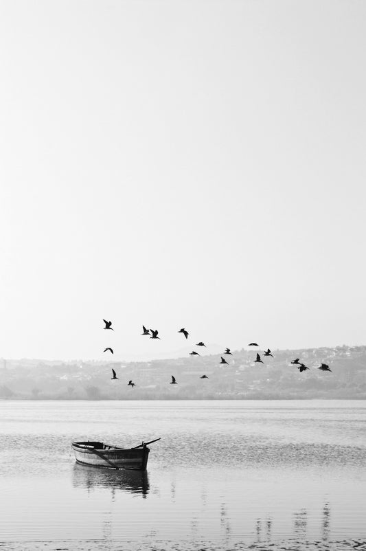 Poster: birds flying over boat – Esteban Amaro (Unsplash)