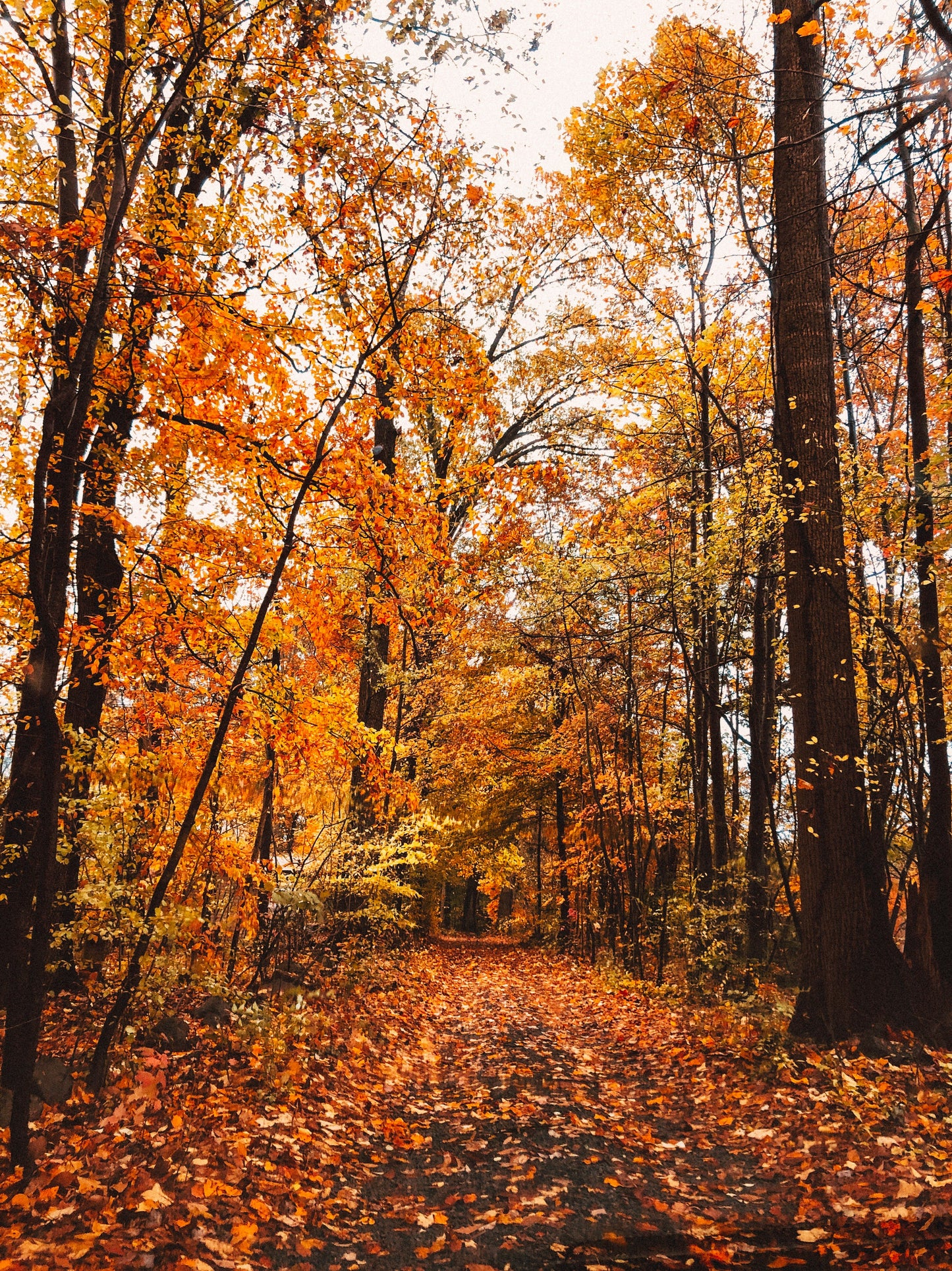 Poster: street surrounded by leaves i nbetween of trees – Annie Nyle (Unsplash)
