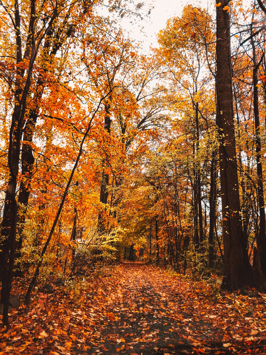 Poster: street surrounded by leaves i nbetween of trees – Annie Nyle (Unsplash)