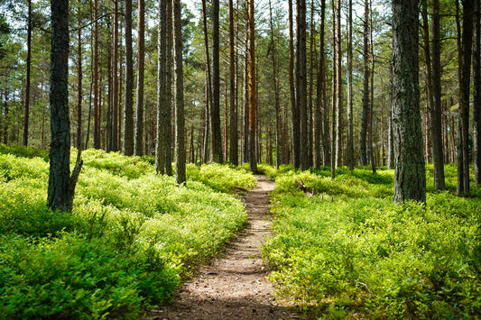 Poster: brown dirt road between green grass and trees during daytime – Maksim Shutov (Unsplash)