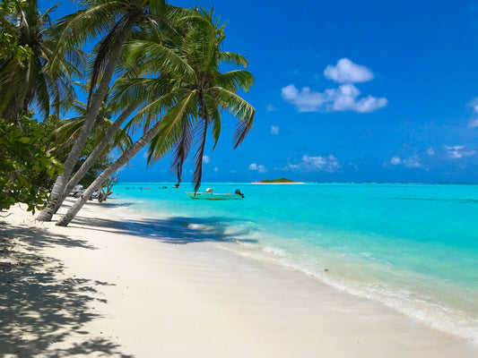 Stretched Canvas: green palm tree on white sand beach during daytime – Ittemaldiviano 🇲🇻 (Unsplash)