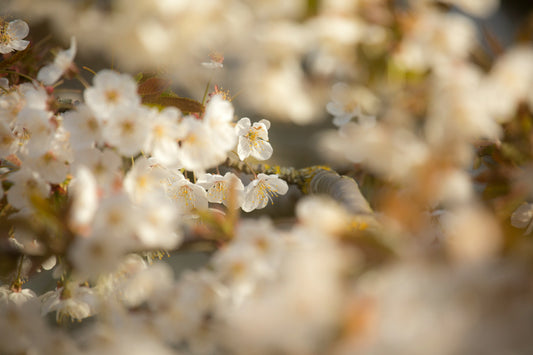 Stretched Canvas: white flower in tilt shift lens – Diana Parkhouse (Unsplash)
