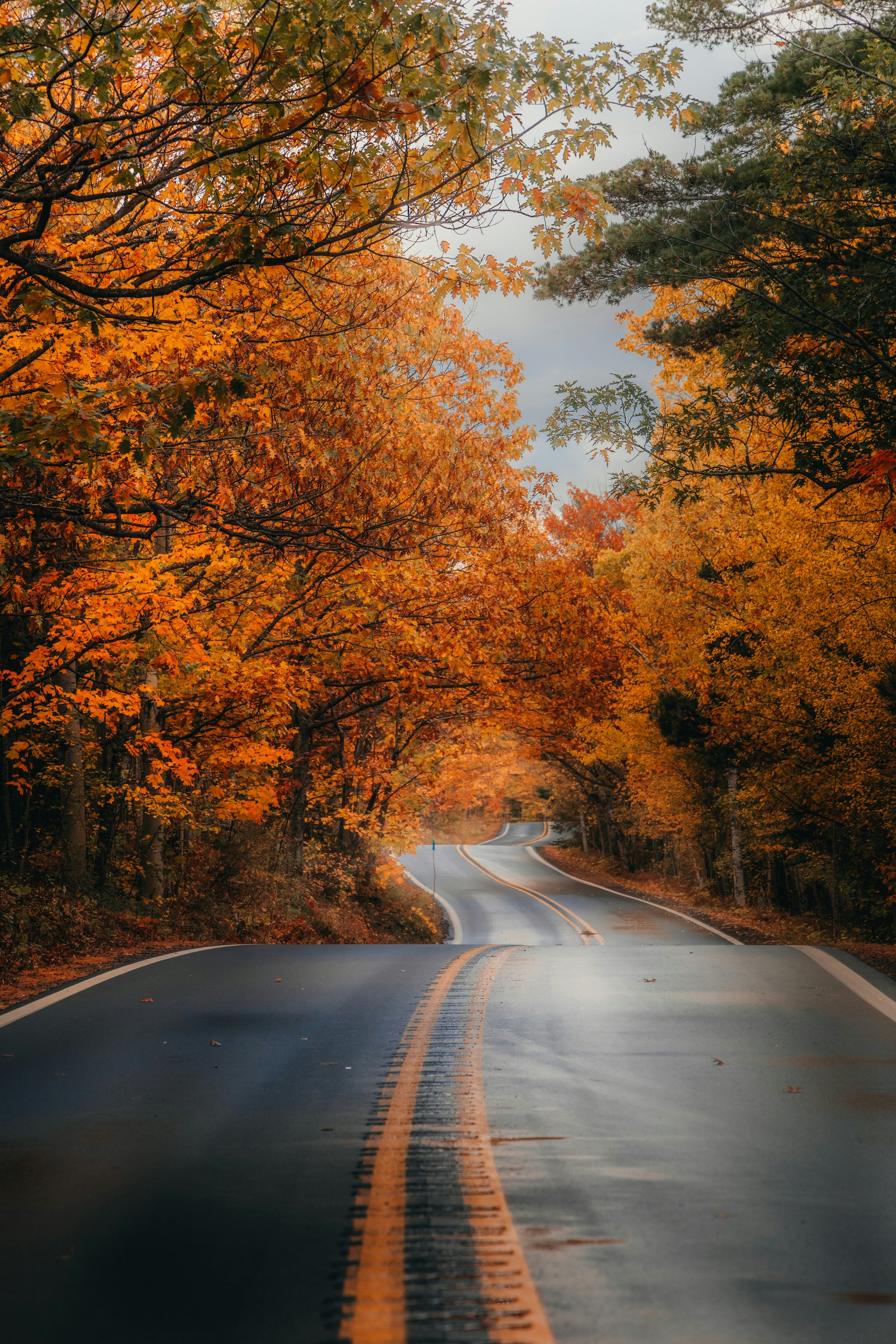 Stretched Canvas: a train traveling down train tracks near a forest – Hans (Unsplash)