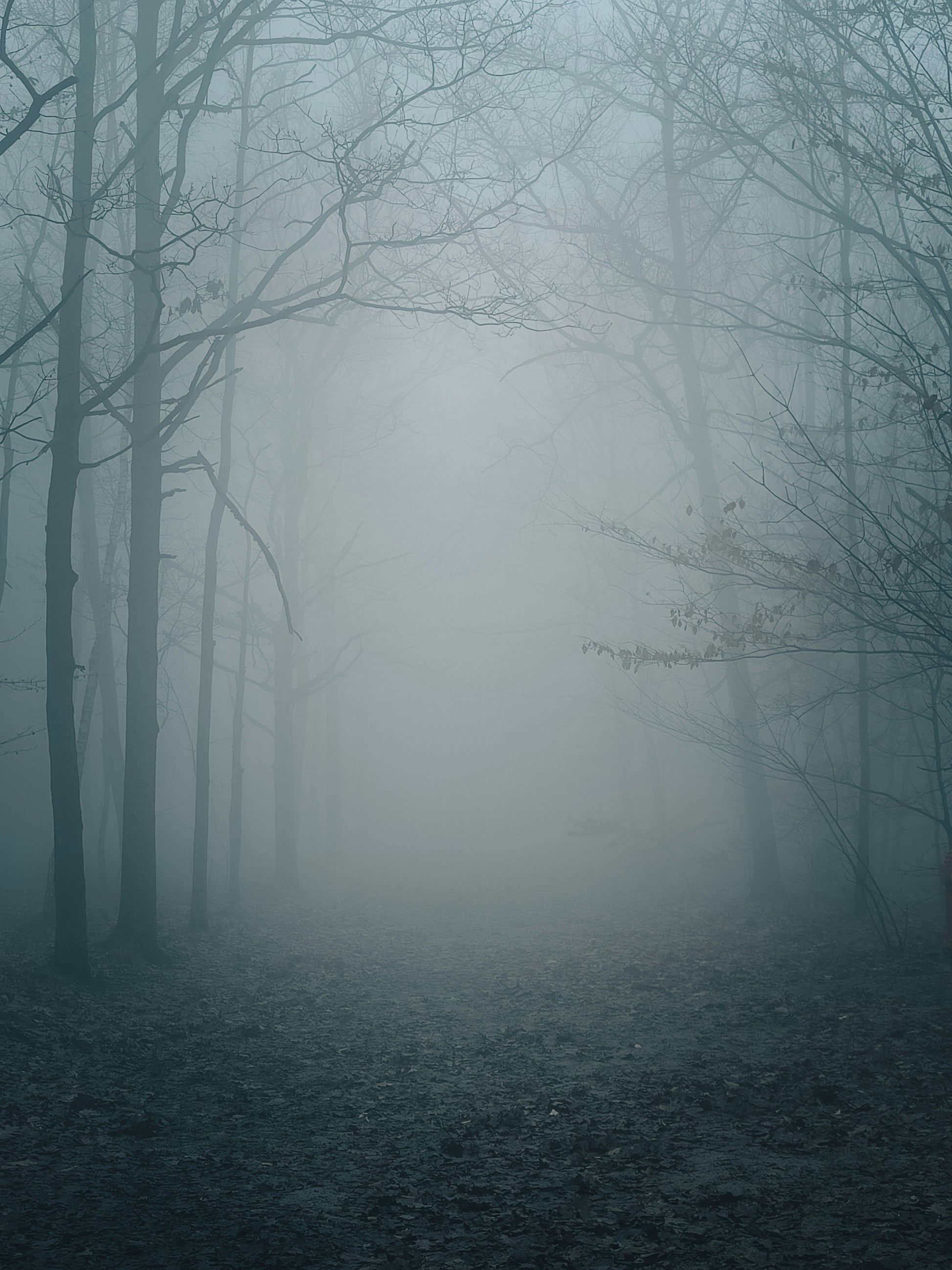 Poster: a foggy forest filled with lots of trees – Spruce (Unsplash)