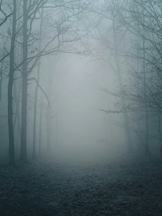 Poster: a foggy forest filled with lots of trees – Spruce (Unsplash)